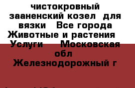 чистокровный зааненский козел  для вязки - Все города Животные и растения » Услуги   . Московская обл.,Железнодорожный г.